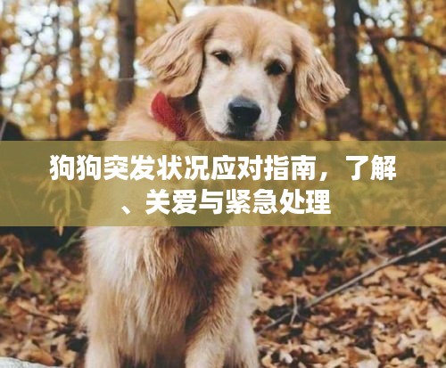 狗狗突發(fā)狀況應對指南，了解、關愛與緊急處理