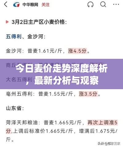 今日麥價走勢深度解析，最新分析與觀察