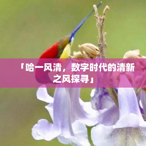 「哈一風(fēng)清，數(shù)字時(shí)代的清新之風(fēng)探尋」