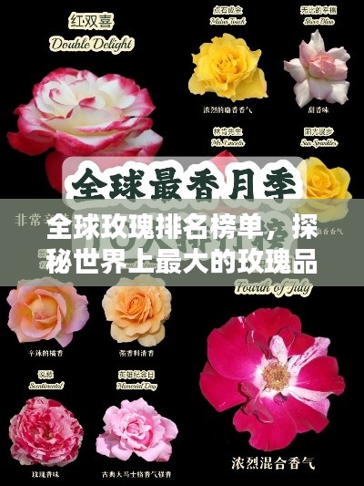 全球玫瑰排名榜單，探秘世界上最大的玫瑰品種
