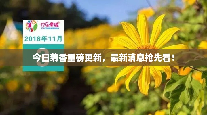 今日菊香重磅更新，最新消息搶先看！
