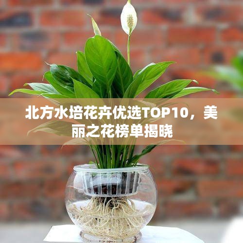 北方水培花卉優(yōu)選TOP10，美麗之花榜單揭曉