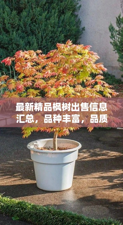 最新精品楓樹出售信息匯總，品種豐富，品質(zhì)卓越